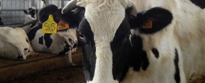 Immagine Allevamento