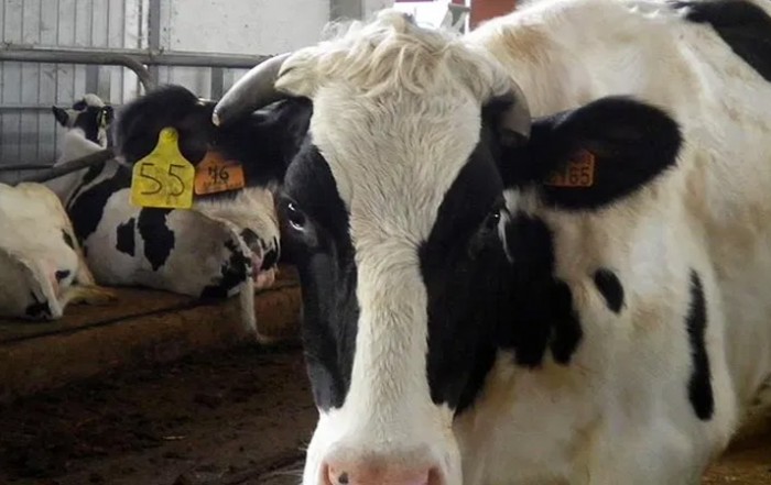 Immagine Allevamento